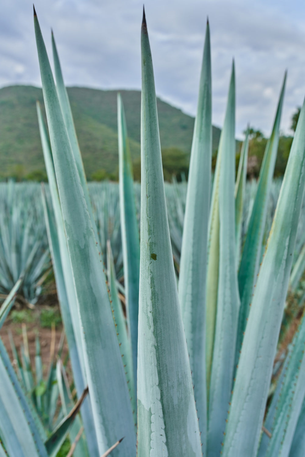 Agave Tequila